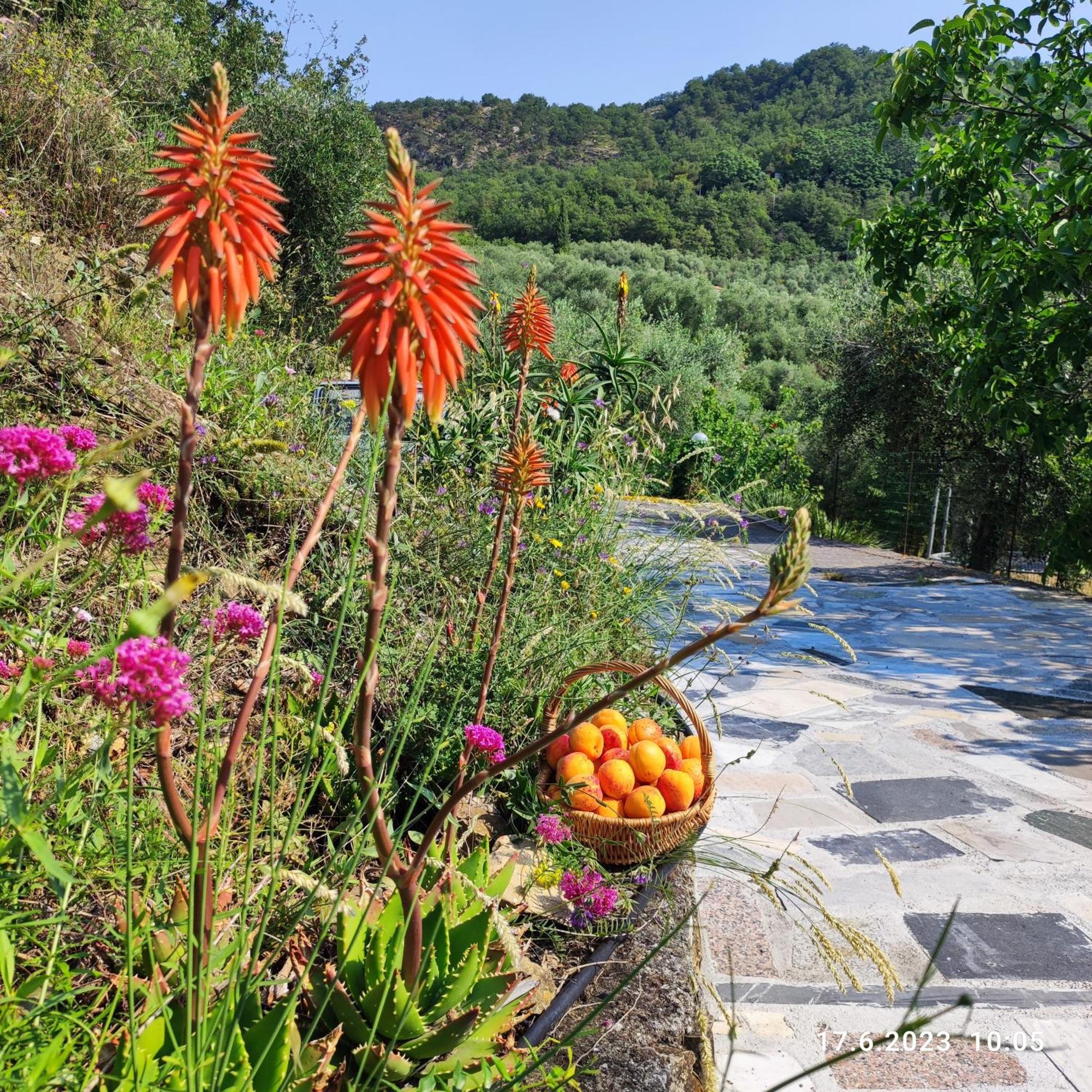 Villa Berio Due - Tuija Villa Viani Экстерьер фото
